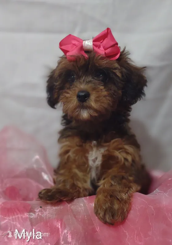 Myla – Shihpoo puppy for sale in Cadott, WI