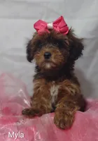 Myla, a female Shihpoo for sale in Cadott, WI – 2 of 10