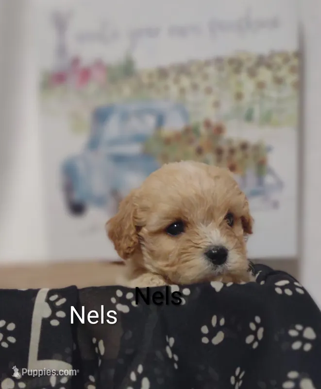 Nels – Cavachon puppy for sale in Cadott, WI