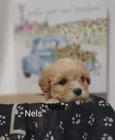 Nels, a male Cavachon for sale in Cadott, WI – 1 of 6