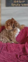 Maxwell , a male Shihpoo for sale in Cadott, WI – 8 of 9