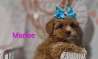 Marlee , a female Shihpoo for sale in Cadott, WI – 2 of 10