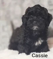 Cassie , a female Shih Tzu for sale in Cadott, WI – 2 of 10
