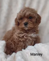 Manley , a male Shihpoo for sale in Cadott, WI – 3 of 10