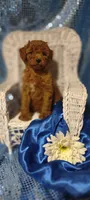 Ajay, a male Cavapoo for sale in Cadott, WI – 9 of 9