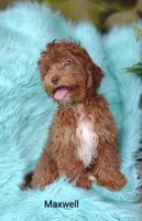Maxwell , a male Shihpoo for sale in Cadott, WI – 3 of 9