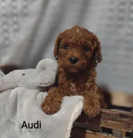 Audi , a male Cavapoo for sale in Cadott, WI – 7 of 10