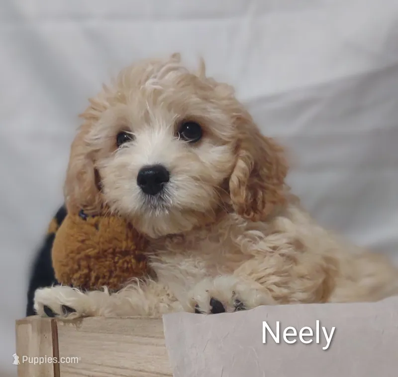 Neely  – Cavachon puppy for sale in Cadott, WI