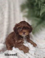 Maxwell , a male Shihpoo for sale in Cadott, WI – 6 of 9