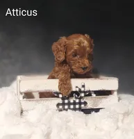 Atticus , a male Cavapoo for sale in Cadott, WI – 8 of 9