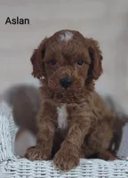 Aslan , a male Cavapoo for sale in Cadott, WI – 6 of 10