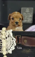 Tula, a female Cavapoo for sale in Cadott, WI – 9 of 10