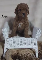 Alec, a male Cavapoo for sale in Cadott, WI – 7 of 10