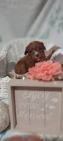 Tessa, a female Cavapoo for sale in Cadott, WI – 9 of 10