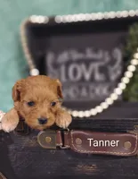 Tanner , a male Cavapoo for sale in Cadott, WI – 6 of 10