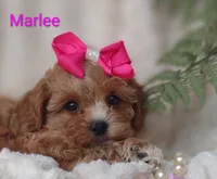 Marlee , a female Shihpoo for sale in Cadott, WI – 4 of 10