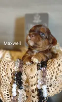 Maxwell , a male Shihpoo for sale in Cadott, WI – 1 of 5