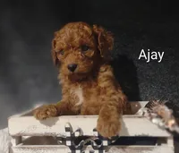 Ajay, a male Cavapoo for sale in Cadott, WI – 4 of 10