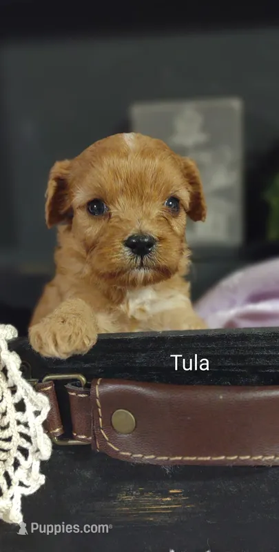Tula – Cavapoo puppy for sale in Cadott, WI