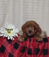Taryn , a female Cavapoo for sale in Cadott, WI – 5 of 10