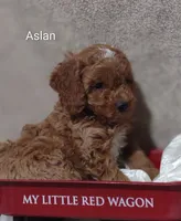 Aslan , a male Cavapoo for sale in Cadott, WI – 3 of 10