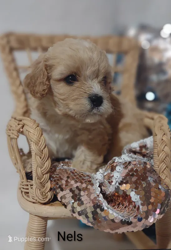 Nels – Cavachon puppy for sale in Cadott, WI