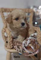 Nels, a male Cavachon for sale in Cadott, WI – 4 of 6