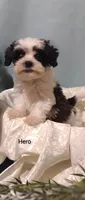 Hero, a male Cavapoo and Shih Tzu for sale in Cadott, WI – 6 of 10