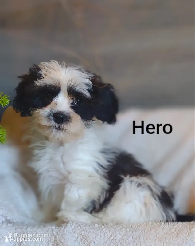 Hero – Shih Tzu puppy for sale in Cadott, WI