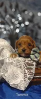 Tommie , a male Cavapoo for sale in Cadott, WI – 7 of 10
