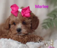 Marlee , a female Shihpoo for sale in Cadott, WI – 5 of 10