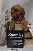 Manley , a male Shihpoo for sale in Cadott, WI – 10 of 10