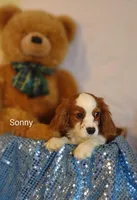 Sonny , a male Cavalier King Charles Spaniel for sale in Cadott, WI – Photo 9 of 10