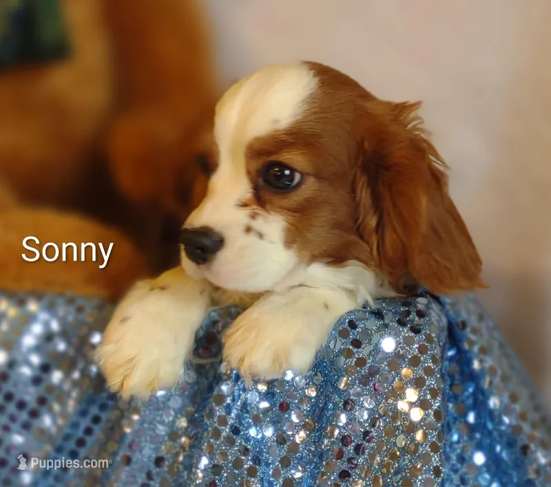 Sonny  – Cavalier King Charles Spaniel puppy for sale in Cadott, WI