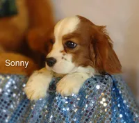 Sonny , a male Cavalier King Charles Spaniel for sale in Cadott, WI – Photo 1 of 10