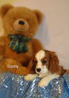 Sonny , a male Cavalier King Charles Spaniel for sale in Cadott, WI – Photo 6 of 10