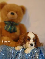 Sonny , a male Cavalier King Charles Spaniel for sale in Cadott, WI – Photo 4 of 10