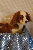 Sonny , a male Cavalier King Charles Spaniel for sale in Cadott, WI – Photo 7 of 10