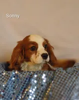 Sonny , a male Cavalier King Charles Spaniel for sale in Cadott, WI – Photo 3 of 10