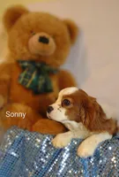 Sonny , a male Cavalier King Charles Spaniel for sale in Cadott, WI – Photo 5 of 10
