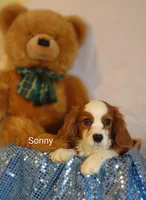 Sonny , a male Cavalier King Charles Spaniel for sale in Cadott, WI – Photo 8 of 10