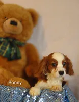 Sonny , a male Cavalier King Charles Spaniel for sale in Cadott, WI – Photo 2 of 10
