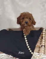 Alec, a male Cavapoo for sale in Cadott, WI – 3 of 10