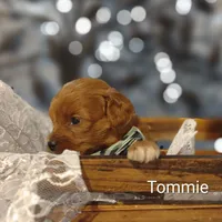 Tommie , a male Cavapoo for sale in Cadott, WI – 8 of 10