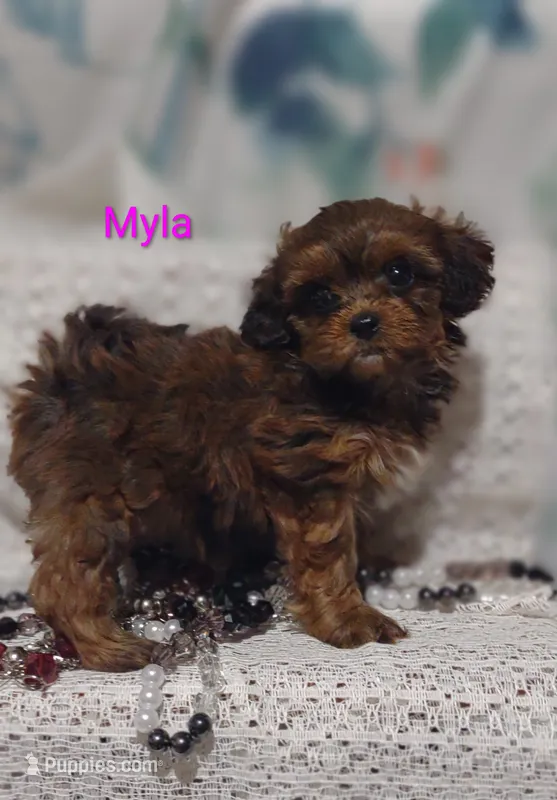 Myla – Shihpoo puppy for sale in Cadott, WI