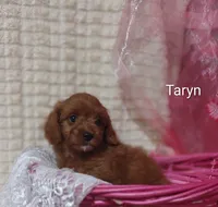 Taryn , a female Cavapoo for sale in Cadott, WI – 2 of 10