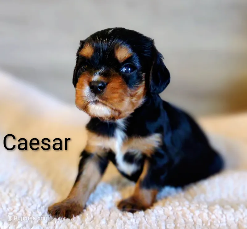 Caesar  – Cavalier King Charles Spaniel puppy for sale in Cadott, WI