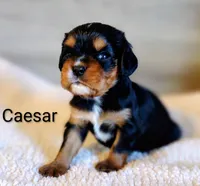 Caesar , a male Cavalier King Charles Spaniel for sale in Cadott, WI – 1 of 10
