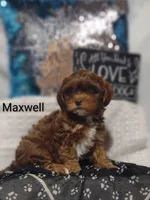 Maxwell , a male Shihpoo for sale in Cadott, WI – 9 of 9