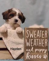 Hayden , a male Cavapoo and Shih Tzu for sale in Cadott, WI – 8 of 10
